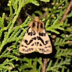 Ardices curvata (Crimson Tiger Moth) at Braidwood, NSW - 9 Sep 2024 by MatthewFrawley