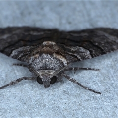 Dysbatus (genus) at Rosedale, NSW - 8 Sep 2024 10:35 PM