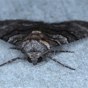 Dysbatus (genus) at Rosedale, NSW - 8 Sep 2024