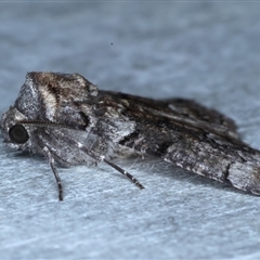 Dysbatus (genus) at Rosedale, NSW - 8 Sep 2024 10:35 PM