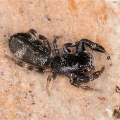 Unidentified Jumping or peacock spider (Salticidae) at Evatt, ACT - 9 Sep 2024 by kasiaaus