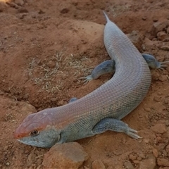 Liopholis kintorei (Great Desert Skink, Tjakura, Warrarna, Mulyamiji) at Chilla Well, NT - 29 Sep 2018 by MichaelBedingfield