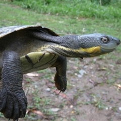 Myuchelys georgesi (Bellinger River Snapping Turtle) at Argents Hill, NSW - 27 Oct 2007 by MichaelBedingfield