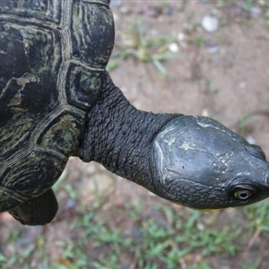Myuchelys georgesi at Argents Hill, NSW - suppressed