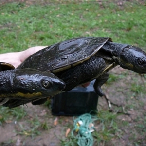 Myuchelys georgesi at Argents Hill, NSW - suppressed