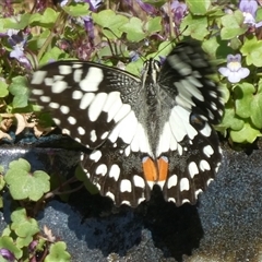 Papilio demoleus (Chequered Swallowtail) at Charleys Forest, NSW - 9 Sep 2024 by arjay