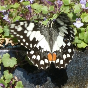 Papilio demoleus at Charleys Forest, NSW - suppressed