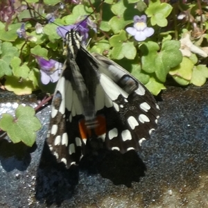 Papilio demoleus at Charleys Forest, NSW - suppressed