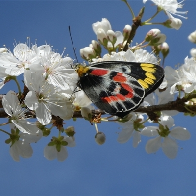 Delias harpalyce (Imperial Jezebel) at Charleys Forest, NSW - 23 Aug 2024 by arjay