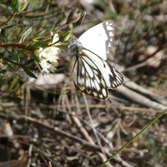 Belenois java (Caper White) at Charleys Forest, NSW - 26 Oct 2022 by arjay