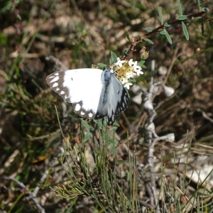 Belenois java at Charleys Forest, NSW - 27 Oct 2022