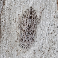 Ledromorpha planirostris at Melba, ACT - 9 Sep 2024 11:23 AM