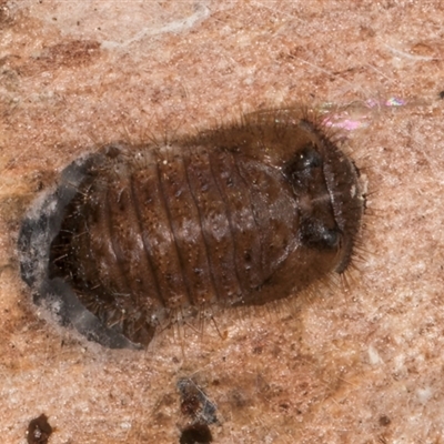 Unidentified Beetle (Coleoptera) at Melba, ACT - 9 Sep 2024 by kasiaaus