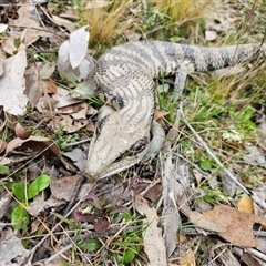 Tiliqua scincoides scincoides (Eastern Blue-tongue) at Jacka, ACT - 7 Sep 2024 by Jiggy