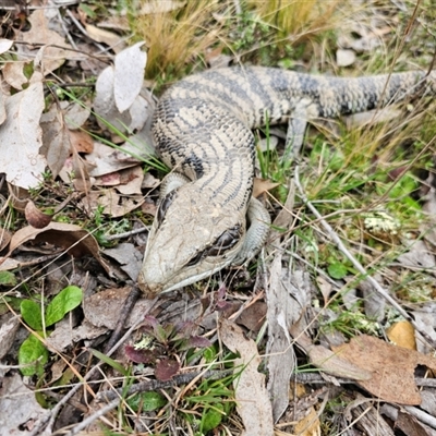 Tiliqua scincoides scincoides (Eastern Blue-tongue) at Jacka, ACT - 7 Sep 2024 by Jiggy