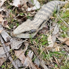 Tiliqua scincoides scincoides at Jacka, ACT - 7 Sep 2024