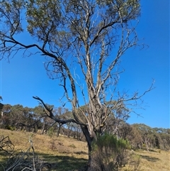 Acacia implexa (Hickory Wattle, Lightwood) at Jacka, ACT - 10 Sep 2024 by Jiggy