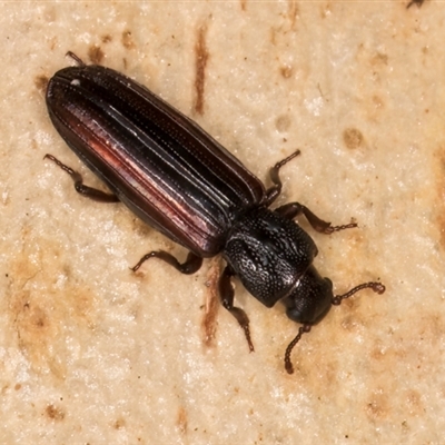 Ascetoderes vittatus (Teredid beetle) at Melba, ACT - 9 Sep 2024 by kasiaaus