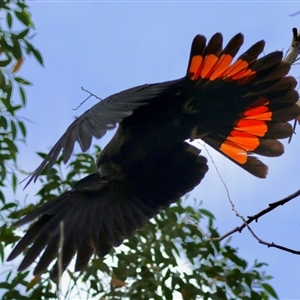 Calyptorhynchus lathami lathami at Moruya, NSW - suppressed