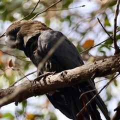 Calyptorhynchus lathami lathami at Moruya, NSW - suppressed