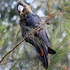 Calyptorhynchus lathami lathami (Glossy Black-Cockatoo) at Moruya, NSW - 7 Sep 2024 by LisaH