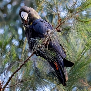 Calyptorhynchus lathami lathami at Moruya, NSW - 8 Sep 2024