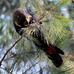 Calyptorhynchus lathami lathami at Moruya, NSW - 8 Sep 2024