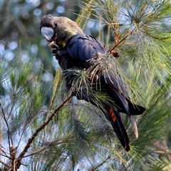 Calyptorhynchus lathami lathami at Moruya, NSW - suppressed