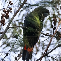 Calyptorhynchus lathami lathami at Moruya, NSW - 8 Sep 2024