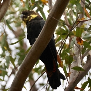 Calyptorhynchus lathami lathami at Moruya, NSW - suppressed