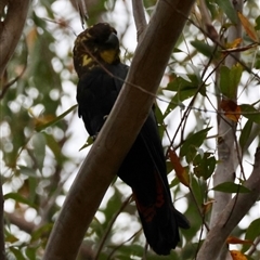 Calyptorhynchus lathami lathami at Moruya, NSW - 7 Sep 2024