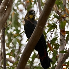 Calyptorhynchus lathami lathami at Moruya, NSW - suppressed