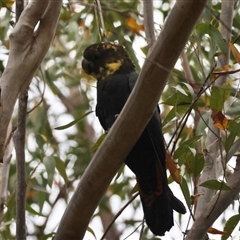 Calyptorhynchus lathami lathami at Moruya, NSW - suppressed