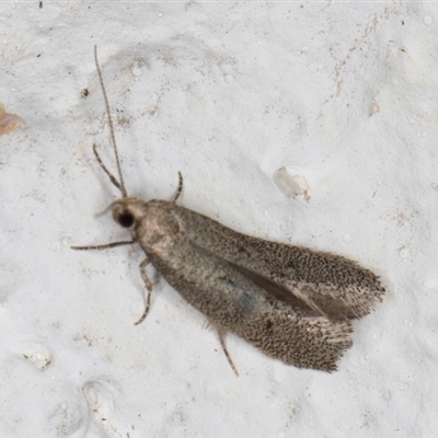 Elachista (genus) (Elachistidae) at Melba, ACT - 9 Sep 2024 by kasiaaus