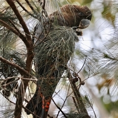 Calyptorhynchus lathami lathami (Glossy Black-Cockatoo) at Moruya, NSW - 7 Sep 2024 by LisaH