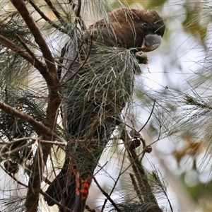 Calyptorhynchus lathami lathami at Moruya, NSW - 7 Sep 2024