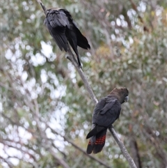 Calyptorhynchus lathami lathami at Moruya, NSW - suppressed