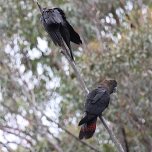 Calyptorhynchus lathami lathami at Moruya, NSW - 7 Sep 2024