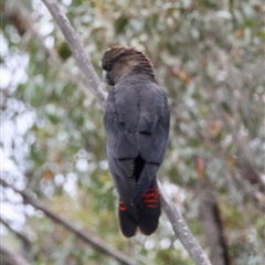 Calyptorhynchus lathami lathami at Moruya, NSW - 7 Sep 2024