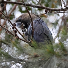 Calyptorhynchus lathami lathami at Moruya, NSW - 7 Sep 2024