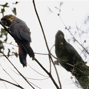 Calyptorhynchus lathami lathami at Moruya, NSW - suppressed