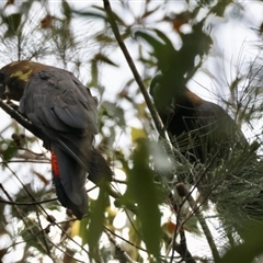 Calyptorhynchus lathami lathami at Moruya, NSW - suppressed