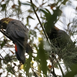 Calyptorhynchus lathami lathami at Moruya, NSW - suppressed