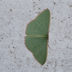 Chlorocoma dichloraria at Freshwater Creek, VIC - 23 May 2021 09:01 PM