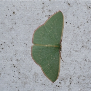 Chlorocoma dichloraria at Freshwater Creek, VIC - 23 May 2021 09:01 PM