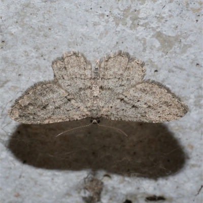 Zermizinga sinuata (Lucerne Looper, Spider Moth) at Freshwater Creek, VIC - 23 May 2021 by WendyEM