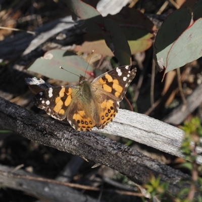 Vanessa kershawi (Australian Painted Lady) at Tharwa, ACT - 7 Sep 2024 by RAllen