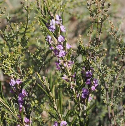 Hovea asperifolia subsp. asperifolia (Rosemary Hovea) at Booth, ACT - 7 Sep 2024 by RAllen