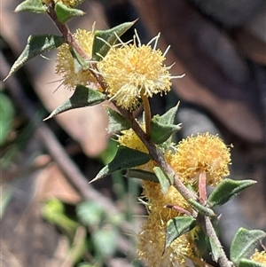 Acacia gunnii at Majors Creek, NSW - 9 Sep 2024