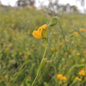 Zornia dyctiocarpa var. dyctiocarpa at Conder, ACT - 7 Jan 2024